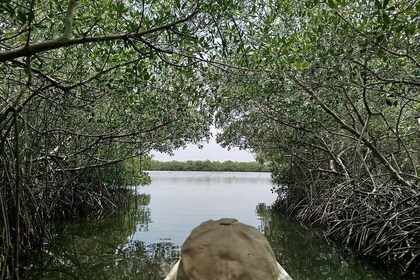 Navigate the Mangroves of Cartagena in a Canoe