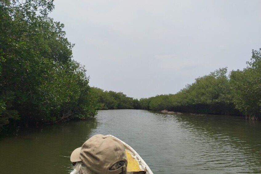 Navigate the Mangroves of Cartagena in a Canoe