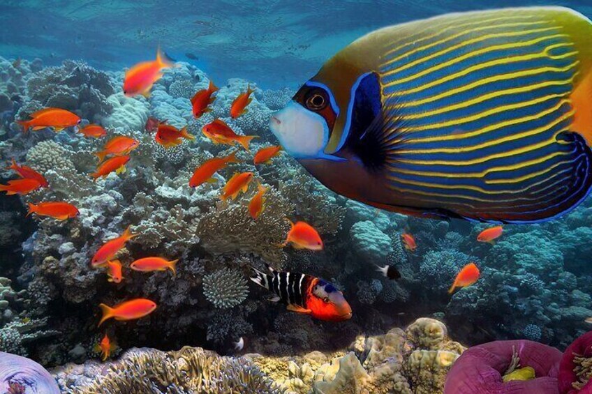 Ningaloo Reef