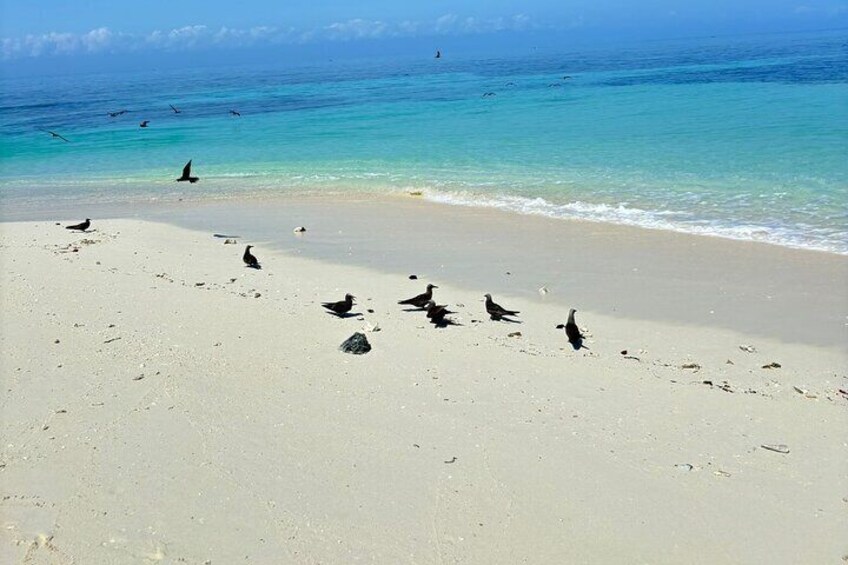 Private Pungume sandbank beach and swimming with seaturtles 