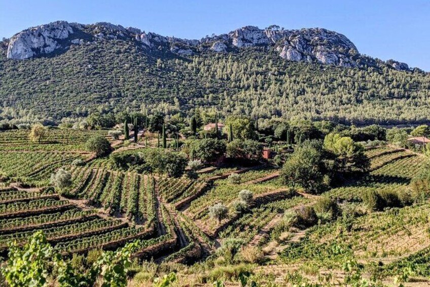 Private Vineyard Tour and Bandol Wine Tasting