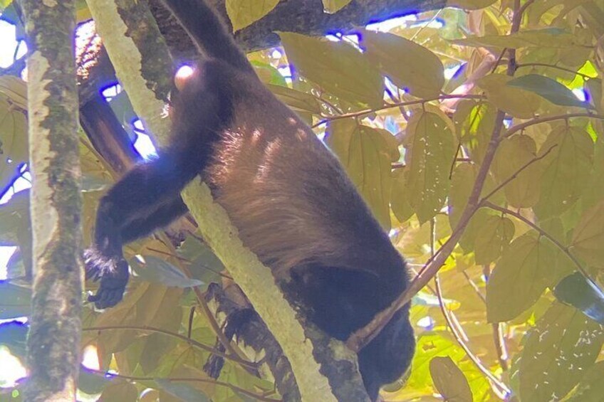 Private Nature Walk in Manuel Antonio National Park