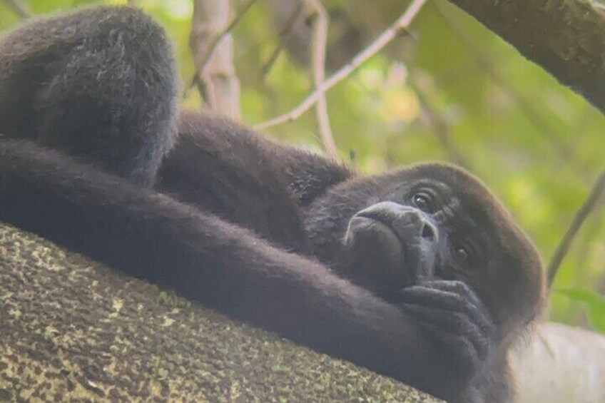 Private Nature Walk in Manuel Antonio National Park