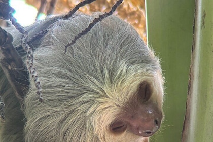 Private Nature Walk in Manuel Antonio National Park