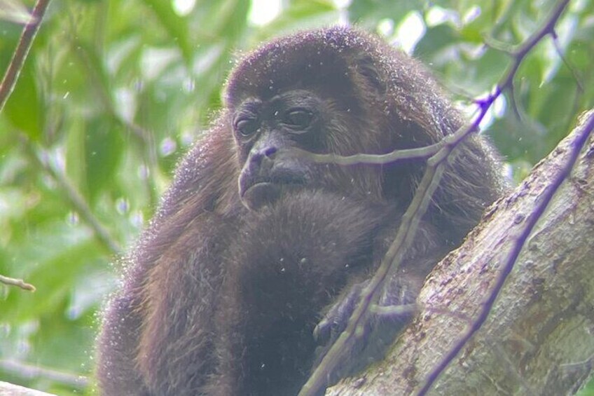 Private Nature Walk in Manuel Antonio National Park