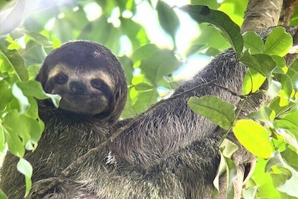 Paseo privado por la naturaleza en el Parque Nacional Manuel Antonio