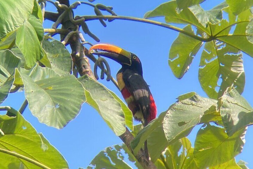 Private Nature Walk in Manuel Antonio National Park