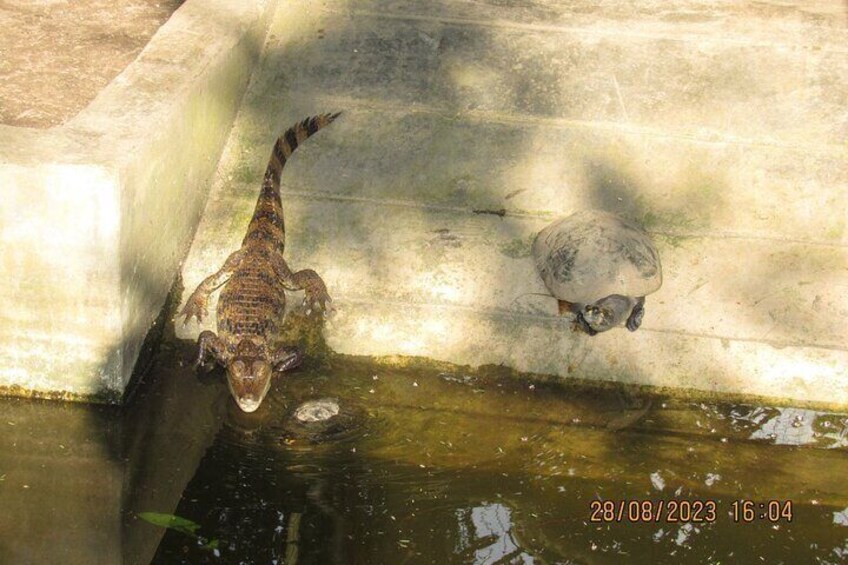 1 Day All Inclusive Jungle Tour from Iquitos to Brisa Trop Lodge