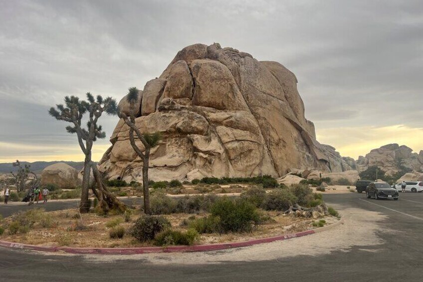 Driving and Sightseeing Tour of Joshua Tree National Park