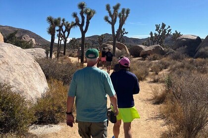 Driving and Sightseeing Tour of Joshua Tree National Park