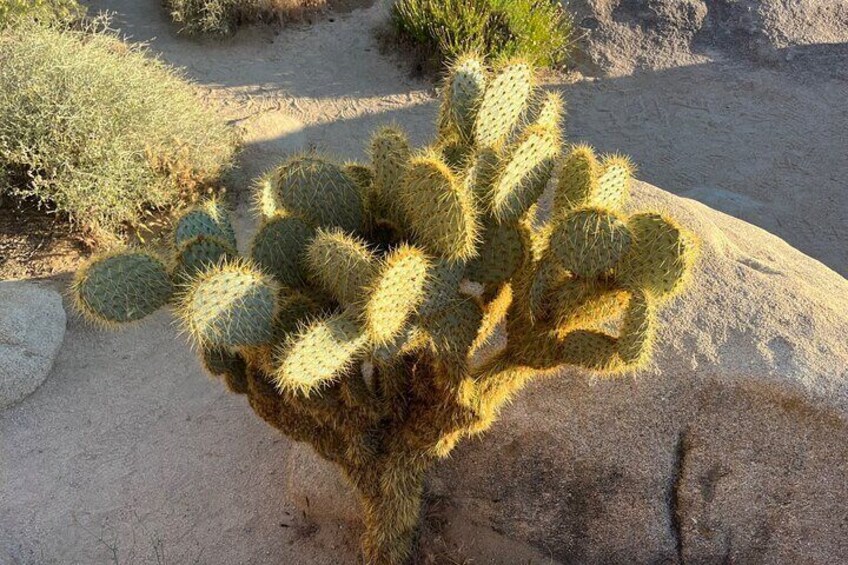 Driving and Sightseeing Tour of Joshua Tree National Park