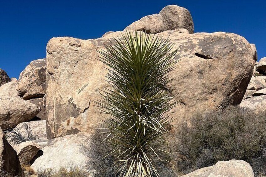 Sightseeing Adventure Tour of Joshua Tree National Park