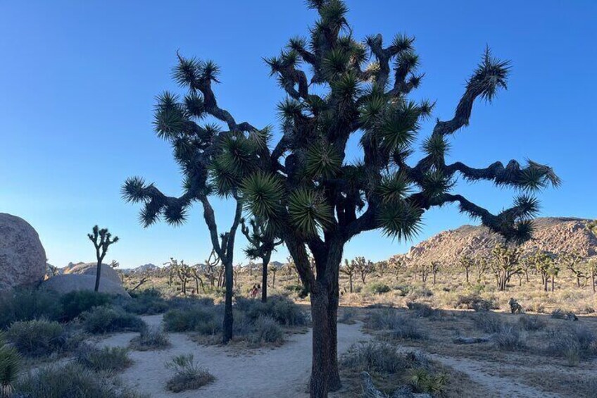 Driving and Sightseeing Tour of Joshua Tree National Park