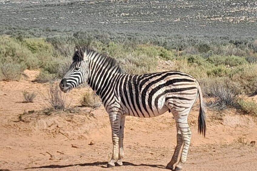 Table Mountain Bo-kaap and Sunset Game Drive at Aquilla Big Five 