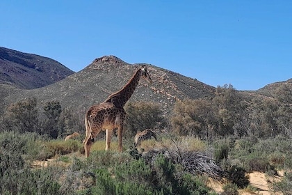 Table Mountain Bo-kaap and Sunset Game Drive at Aquilla Big Five