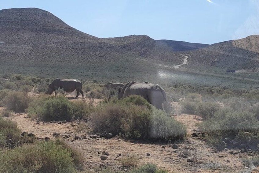 Table Mountain Bo-kaap and Sunset Game Drive at Aquilla Big Five 