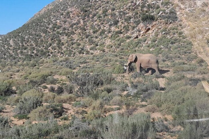 Table Mountain Bo-kaap and Sunset Game Drive at Aquilla Big Five 