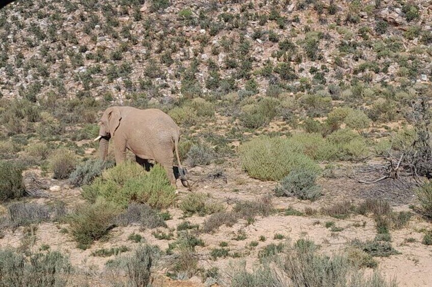 Table Mountain Bo-kaap and Sunset Game Drive at Aquilla Big Five 