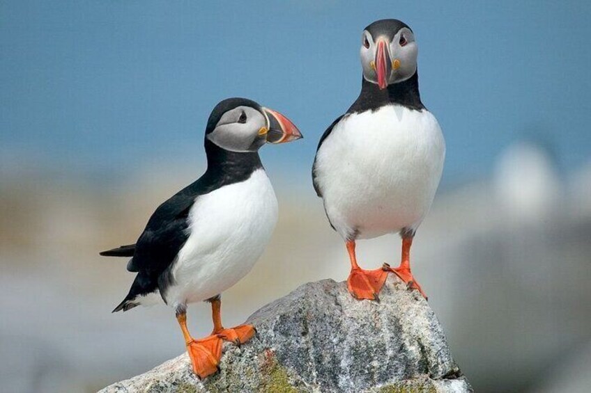 Puffins and Pirates ATV Tour