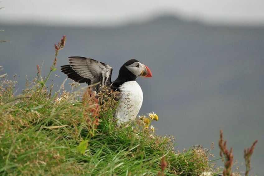 Puffins and Pirates ATV Tour