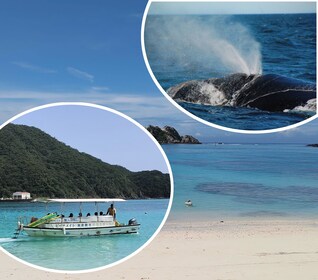 Kerama Tokashiki island + Whale watching tour