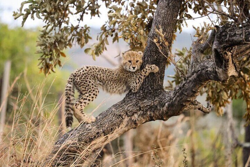 Sunrise Game Drive in Big5 Reserve