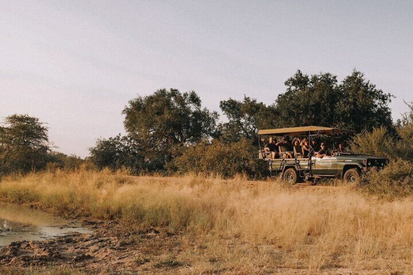 Sunrise Game Drive in Big5 Reserve