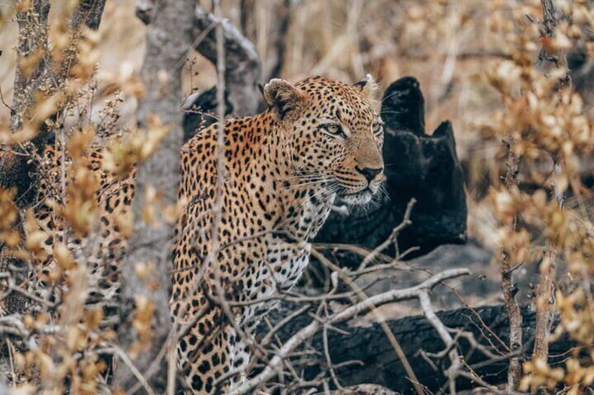 Sunrise Game Drive in Big5 Reserve