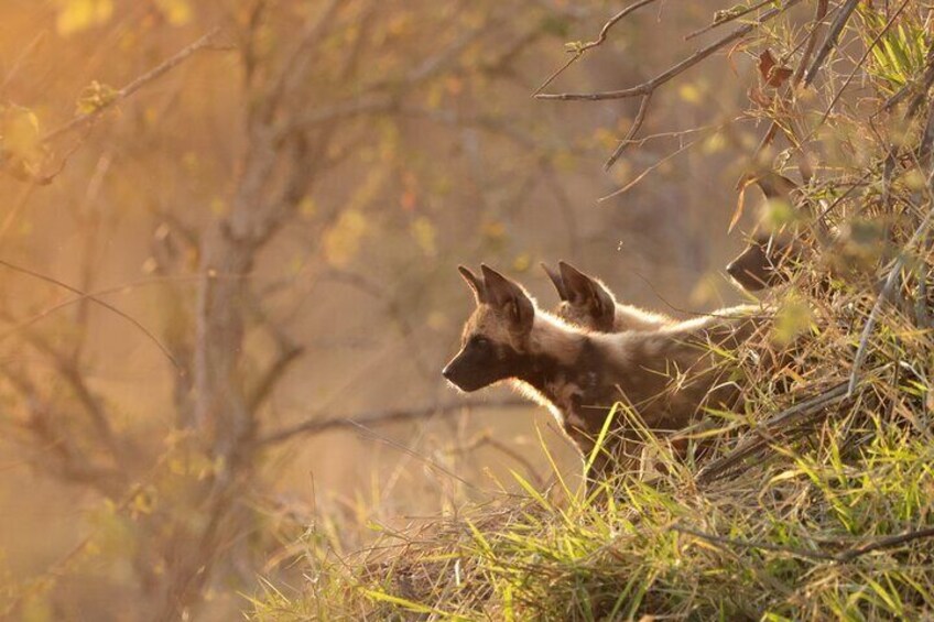 Sunrise Game Drive in Big5 Reserve