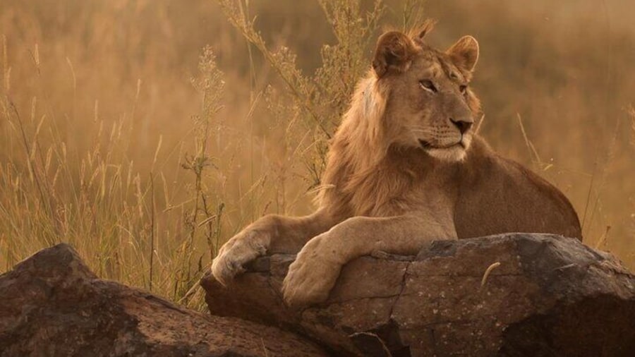 Sunset Game Drive in Big5 Reserve