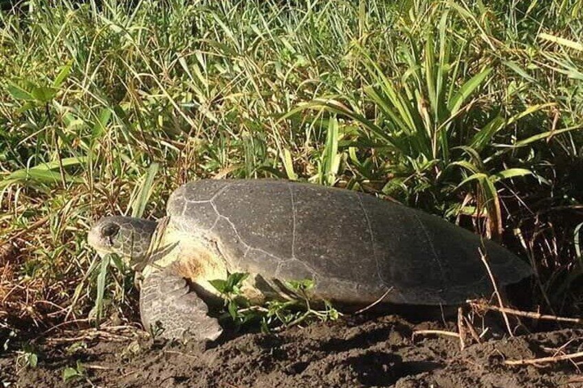 Turtle Tour