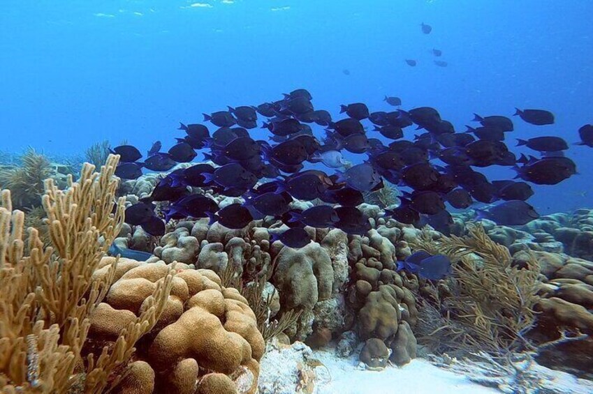 You're guaranteed to see amazing sea life while snorkeling in Bonaire.