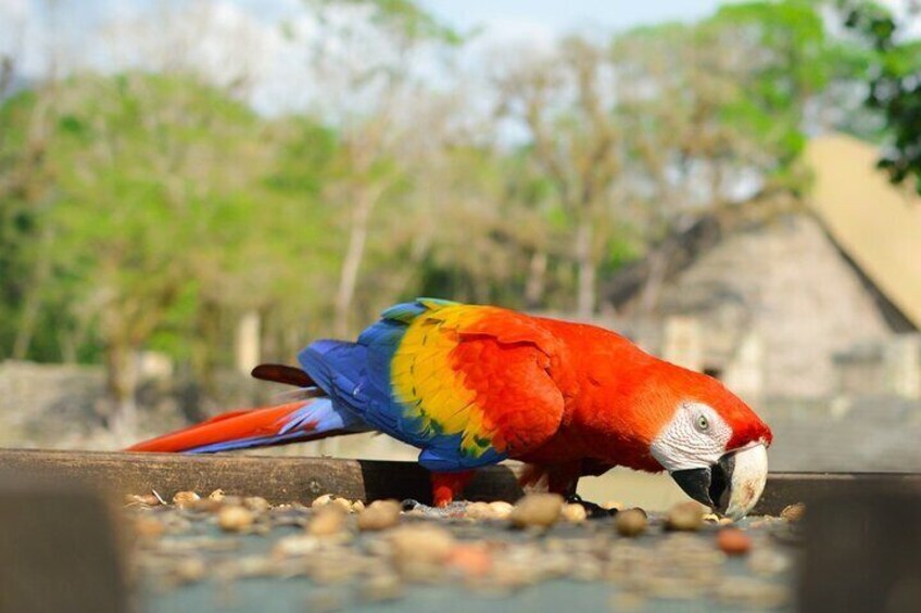 Admire The Sunrise In Tikal - Private Tour From Flores