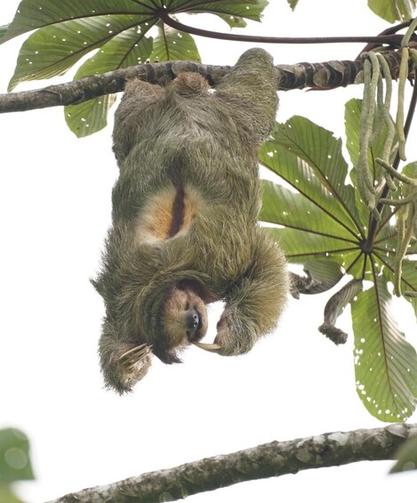 Picture 4 for Activity Private Arenal full day tour 3 activities + lunch at Jalapas