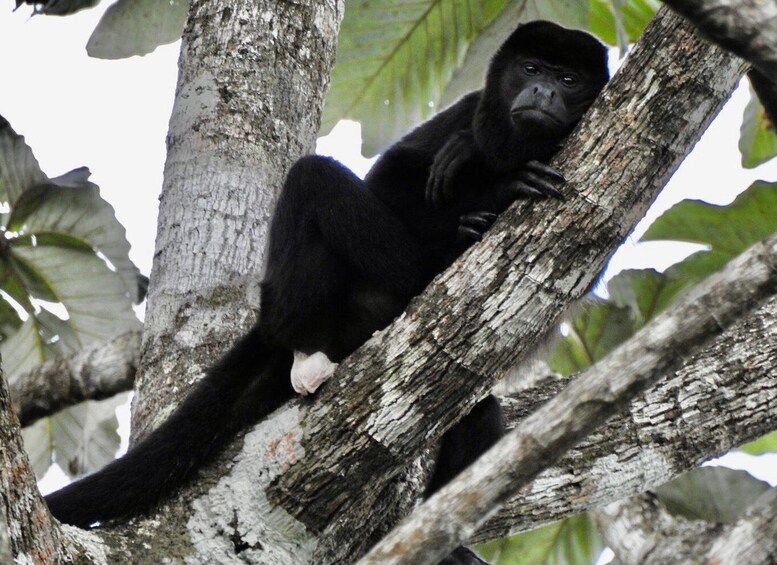 Picture 9 for Activity Private Arenal full day tour 3 activities + lunch at Jalapas