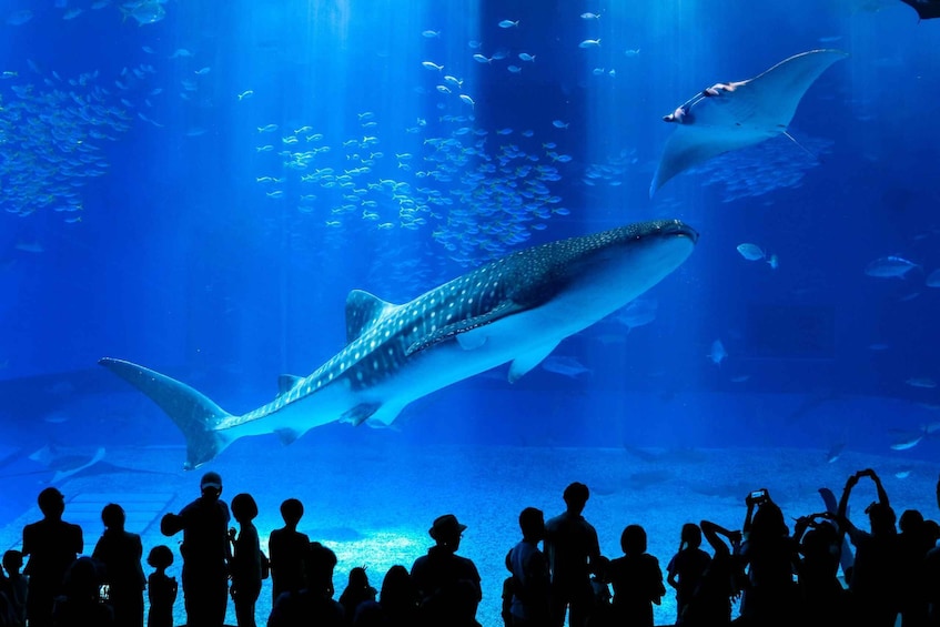 Okinawa: Bus Tour to Churaumi Aquarium with Sightseeing