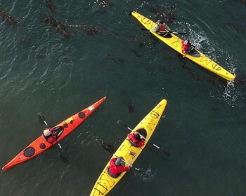 Punta Arenas: Kayaking Trip with Wildlife