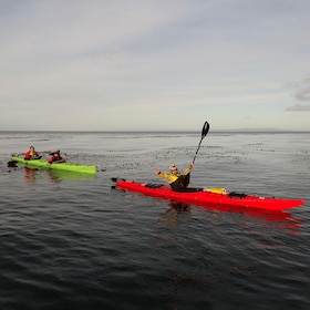 Punta Arenas: Kayaking Trip with Wildlife