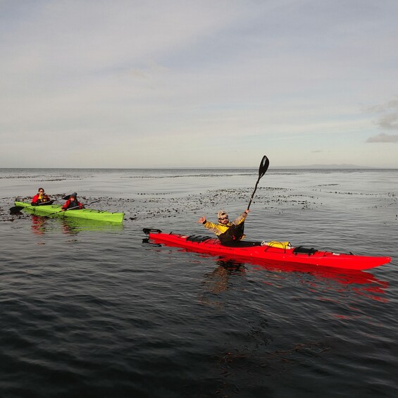 Punta Arenas: Kayaking Trip with Wildlife