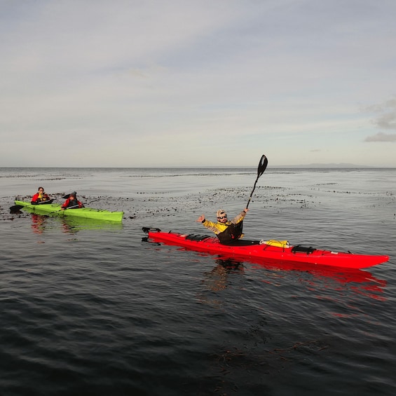 Punta Arenas: Kayaking Trip with Wildlife