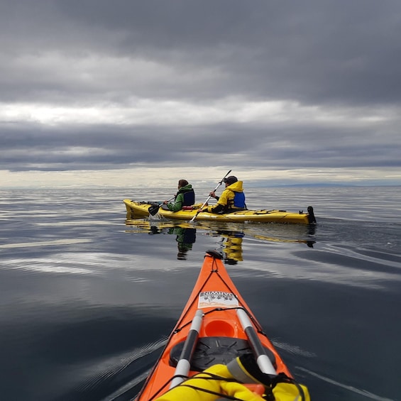 Picture 1 for Activity Punta Arenas: Kayaking Trip with Wildlife