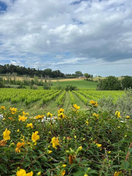 Picture 1 for Activity Discover Italian Wines: Exclusive Tasting at Tenuta La Viola