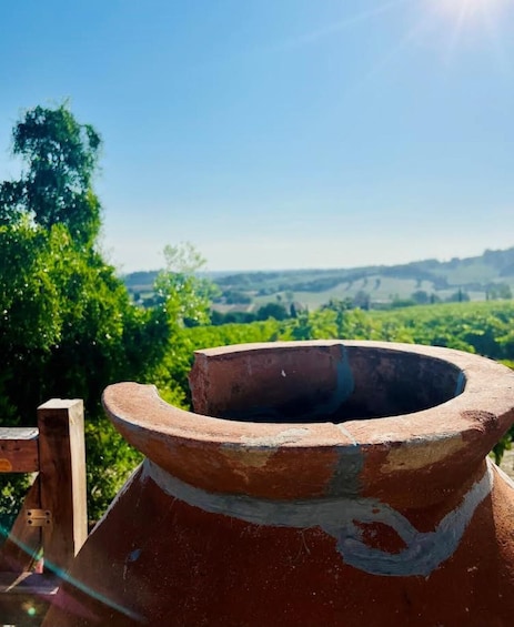 Picture 2 for Activity Discover Italian Wines: Exclusive Tasting at Tenuta La Viola
