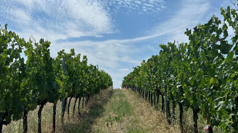Discover Italian Wines: Exclusive Tasting at Tenuta La Viola