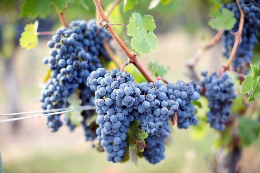 Clusters of red grapes on a vine