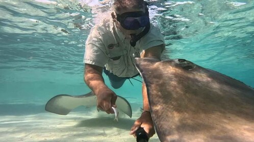 Grand Bahama Island: Stingray Experience