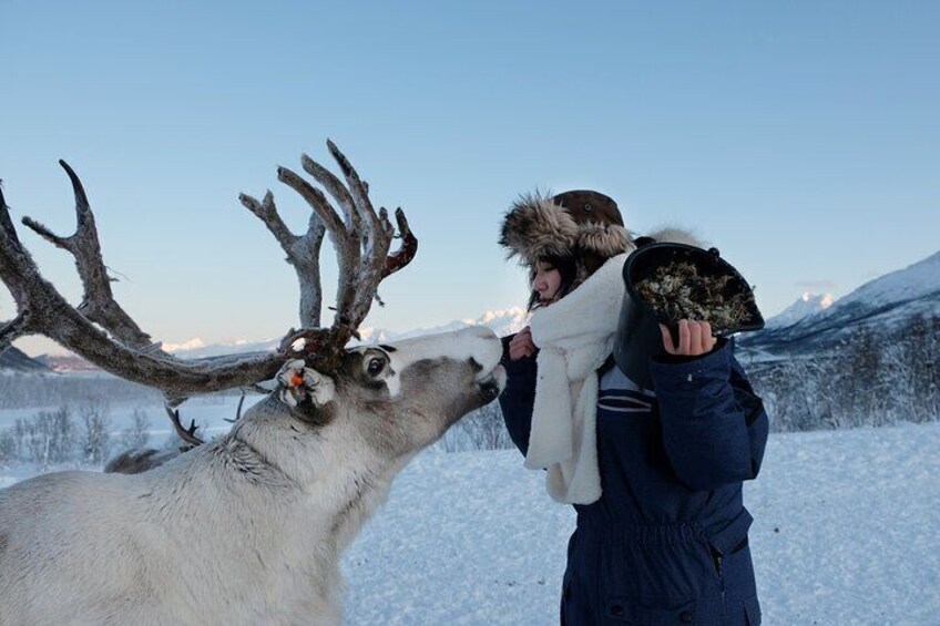 Reindeer Feeding and Sami Culture Afternoon Departure