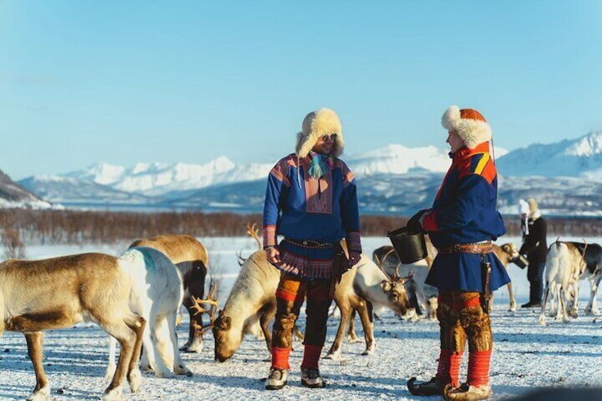 Reindeer Feeding and Sami Culture Afternoon Departure