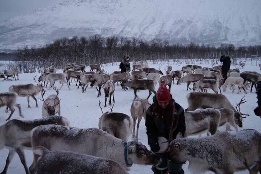 Reindeer Feeding and Sami Culture Afternoon Departure