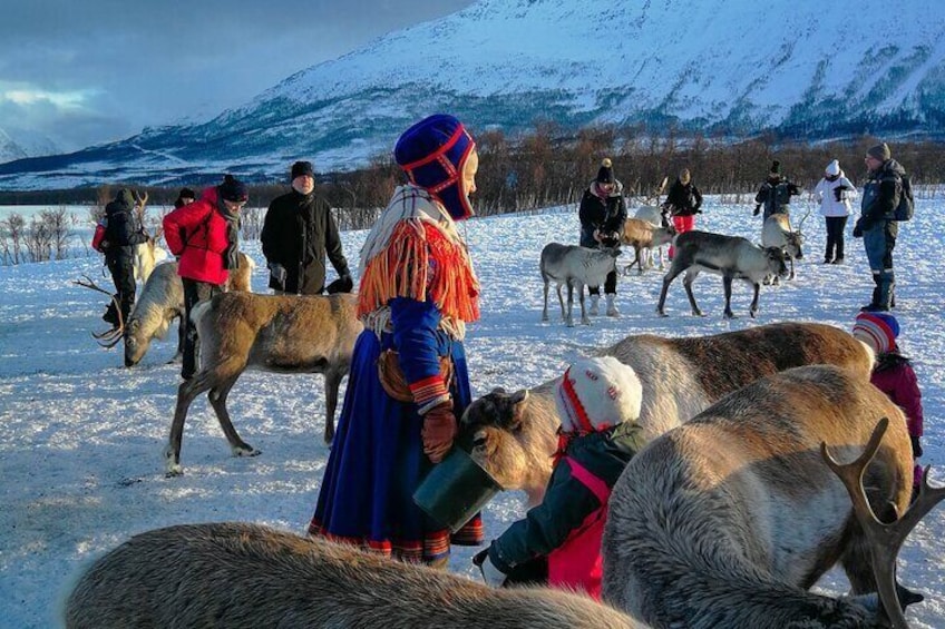 Reindeer Feeding and Sami Culture Afternoon Departure